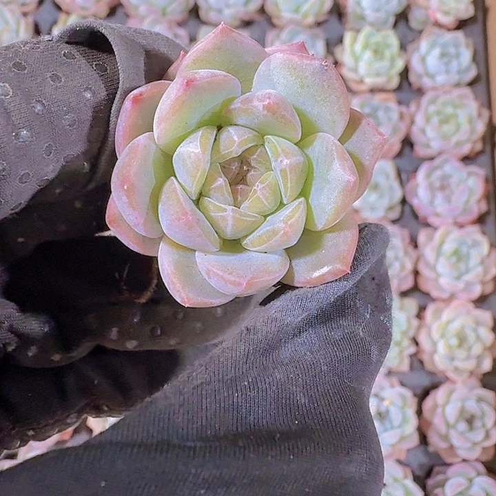 精品梦朵两颗一组