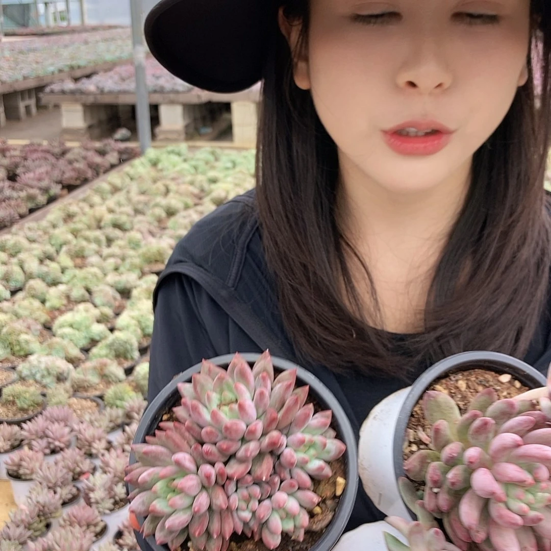 各种虞美人三头随机发货