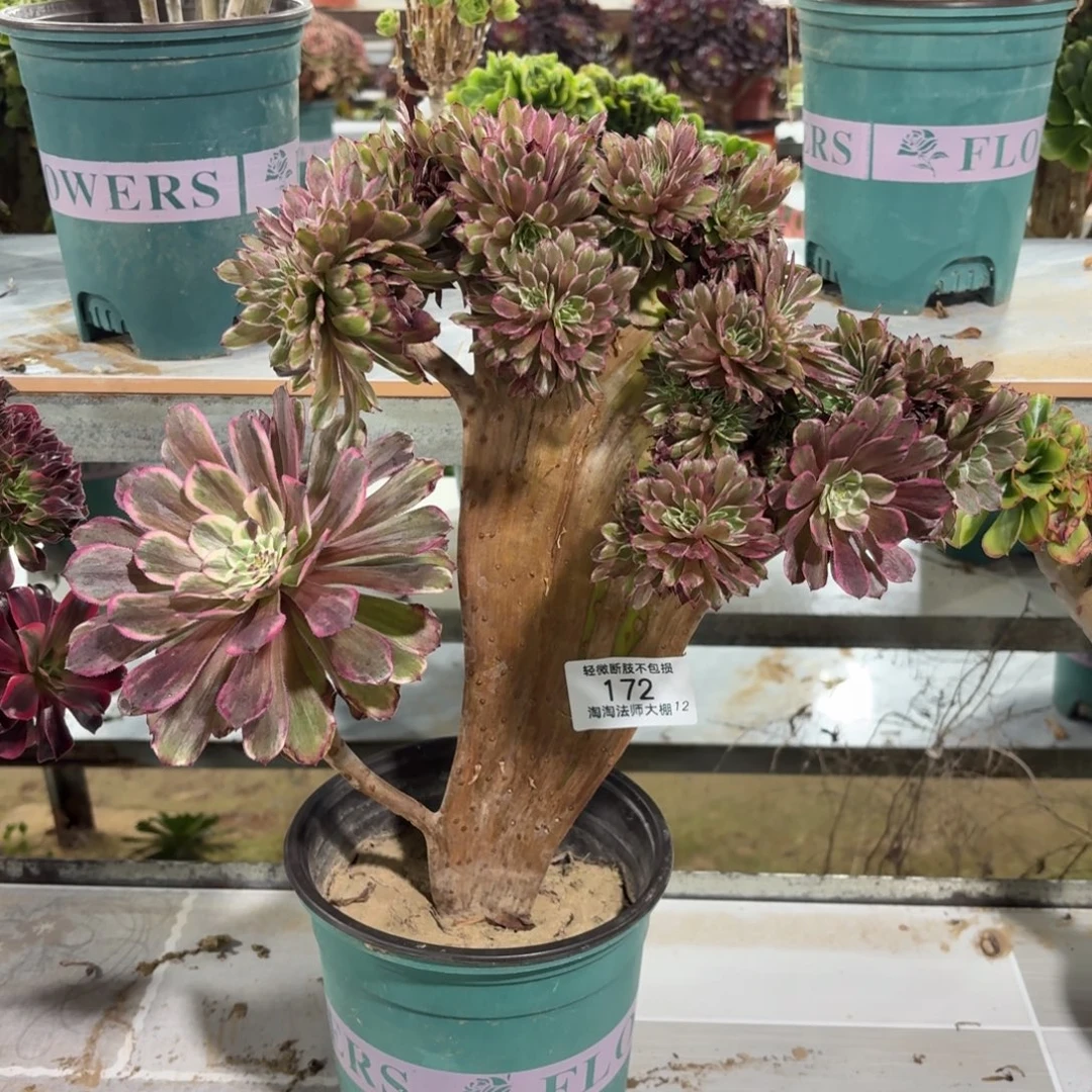 172水墨画缀化多肉植物