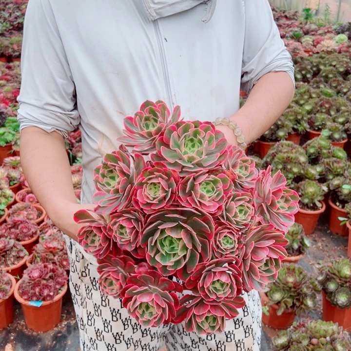 二加伦女妖多肉法师