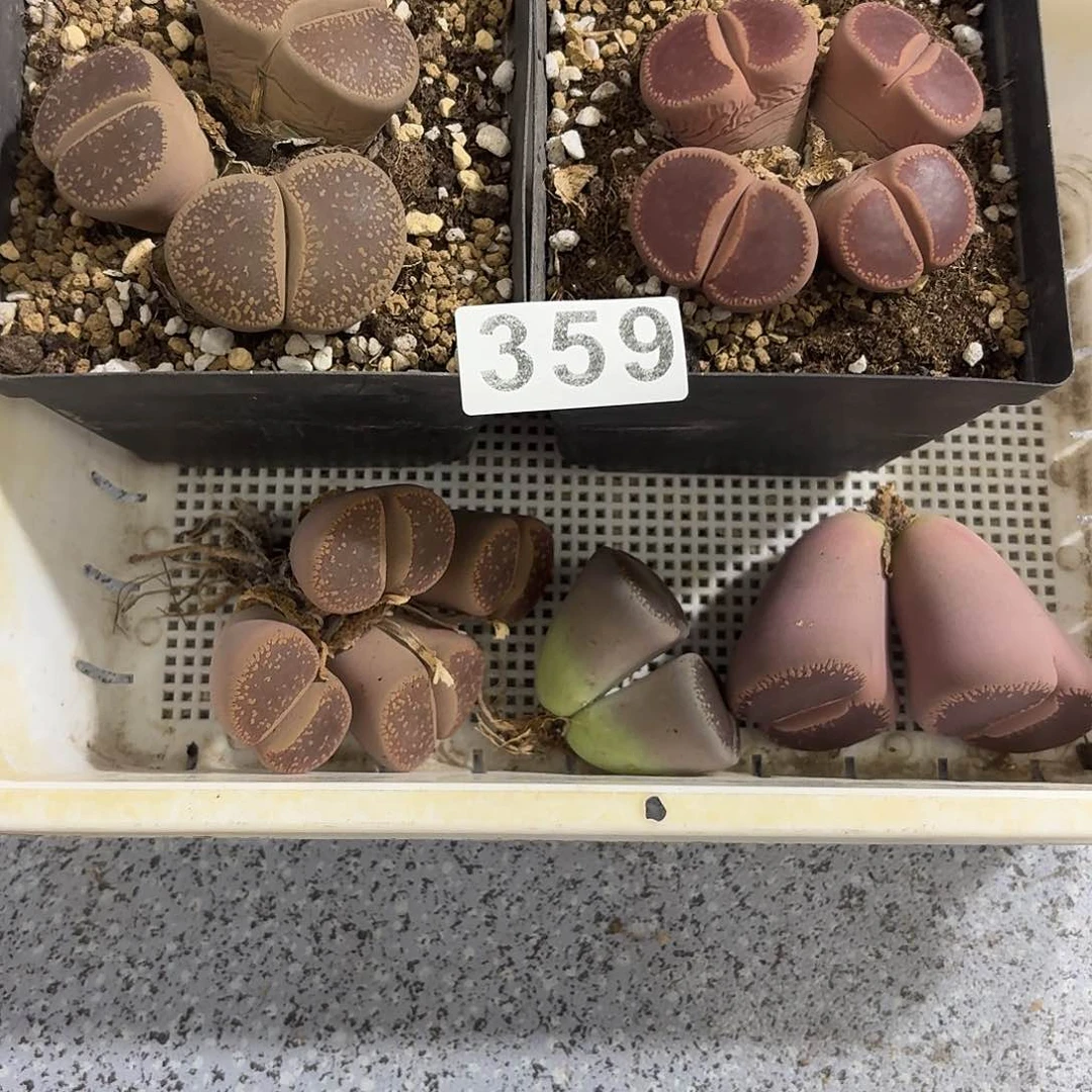 糖***头生石花一物一拍5颗359