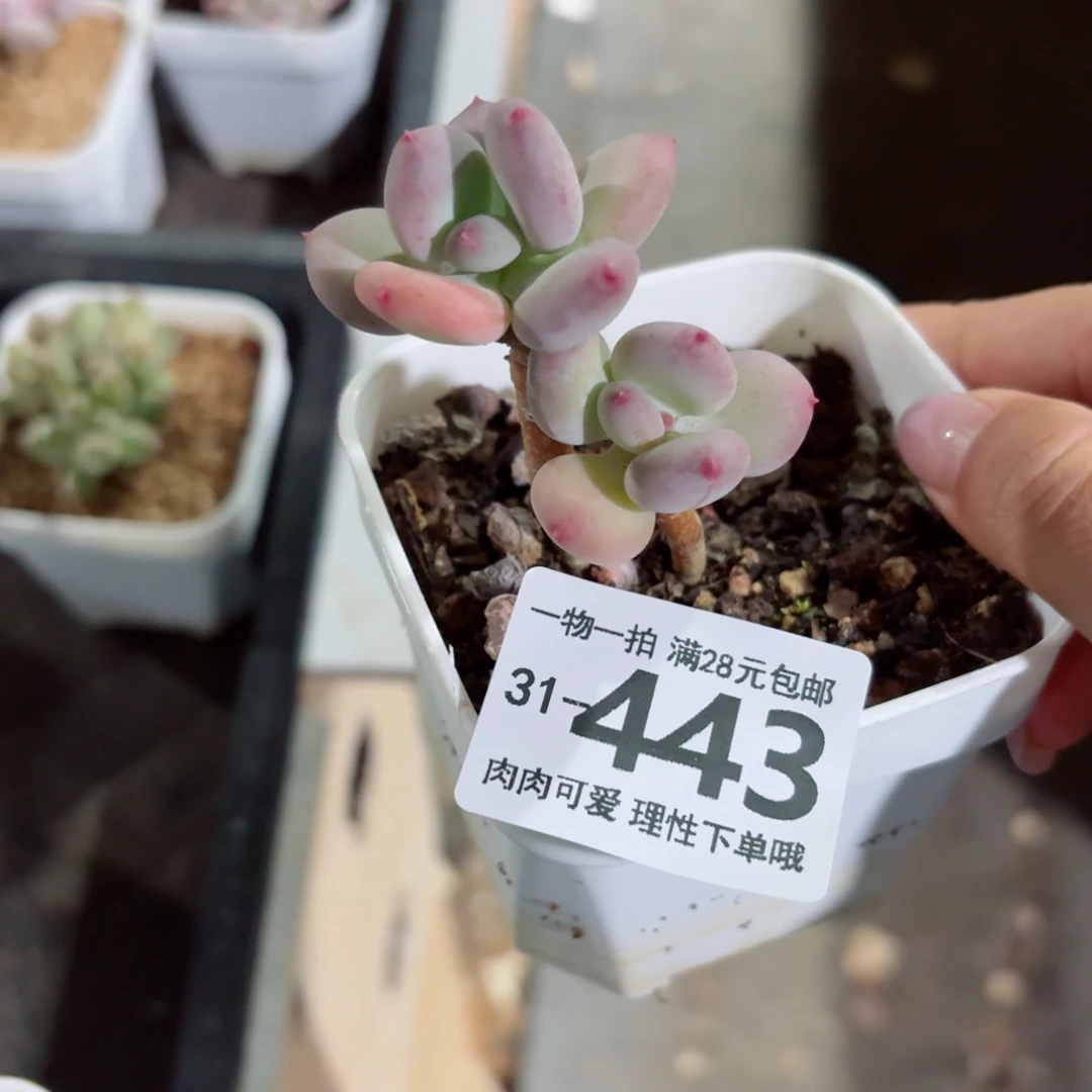 苹果奶多肉无盆土发货无