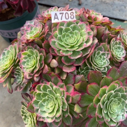 708莲花25厘米左右