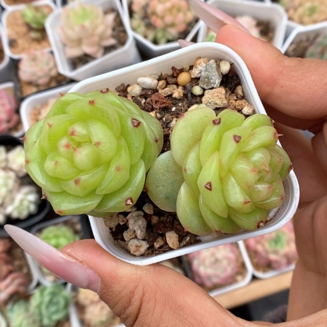 玉芷珍妮特价1762号。