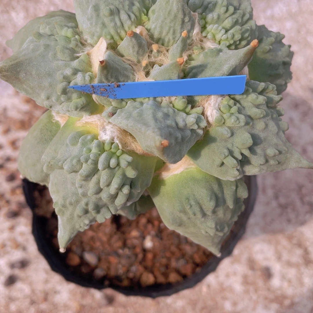 初***烟嫁接怒涛福利福利