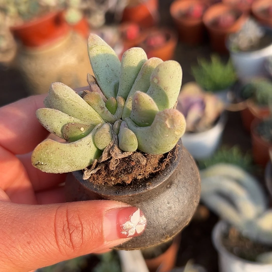 多肉植物达摩舌叶