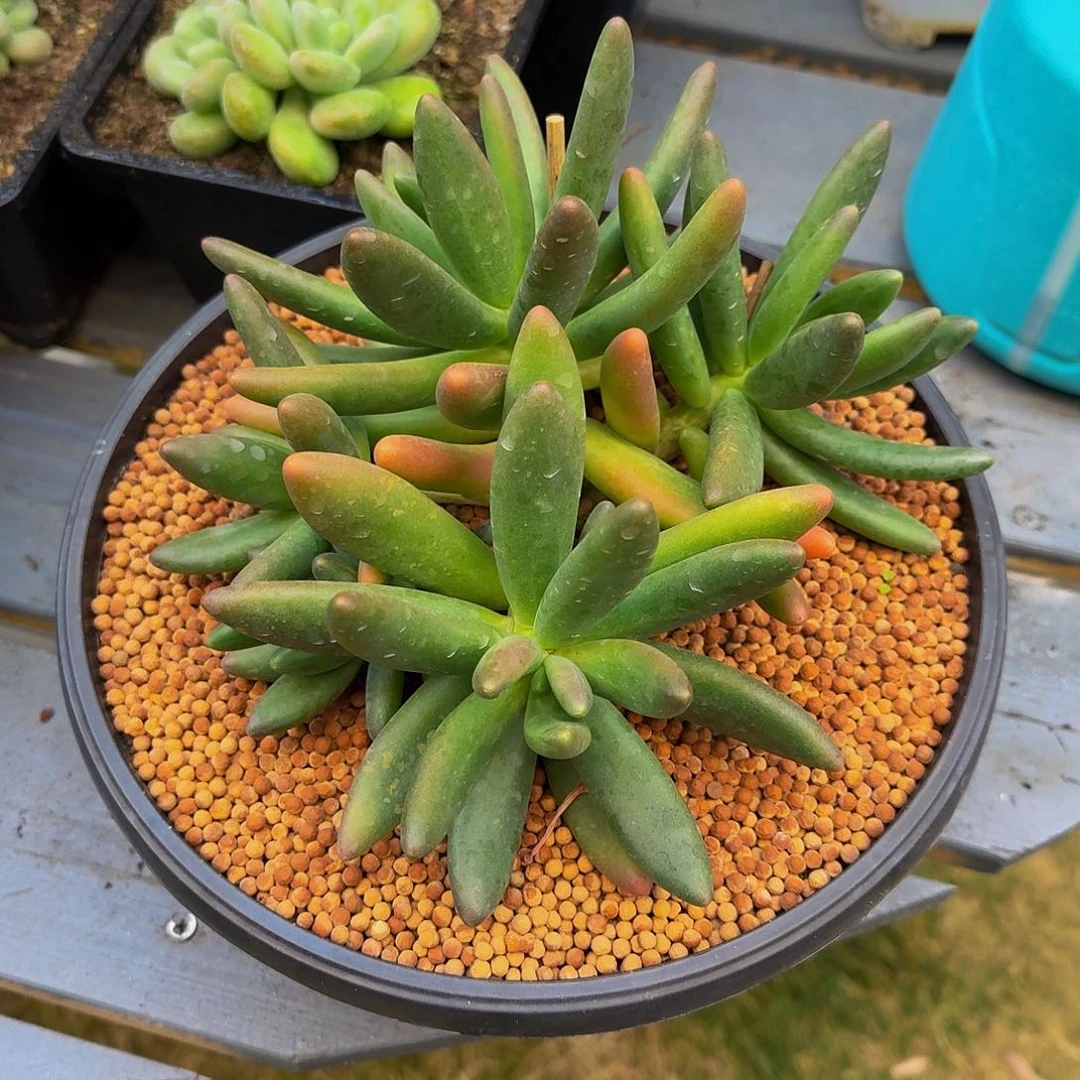 绿体yanhua一颗竞拍