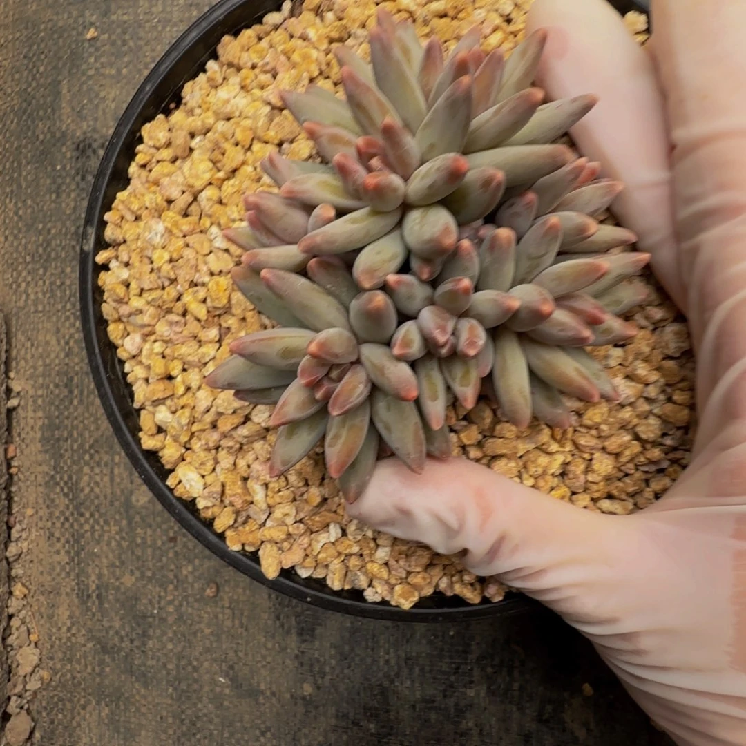 g g g g g g g g g 69