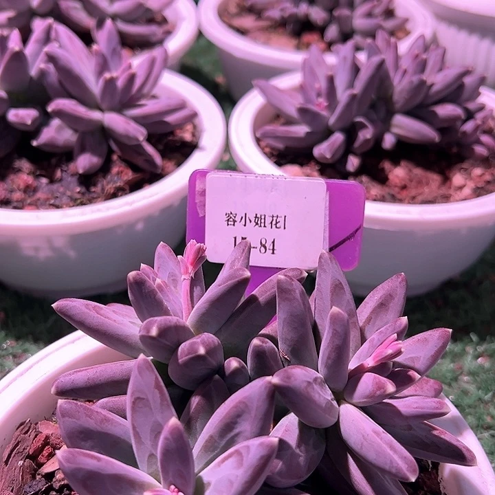 15.84紫体乌拉带盆一个