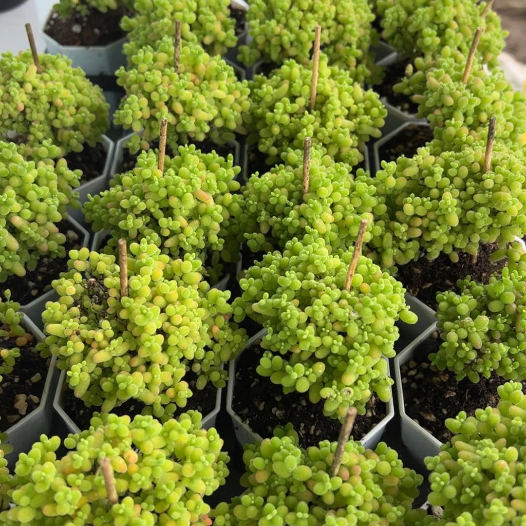 露养金橘蜜橘任意挑选一盆