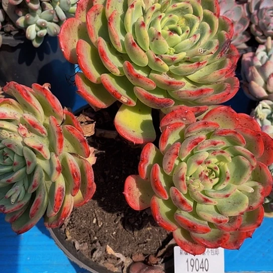 用****3十里桃花1904 多肉