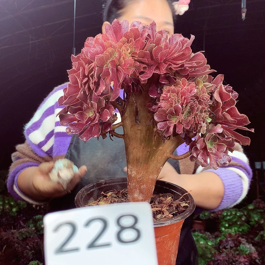 柒柒精品多肉脱土发货不包断侧枝228