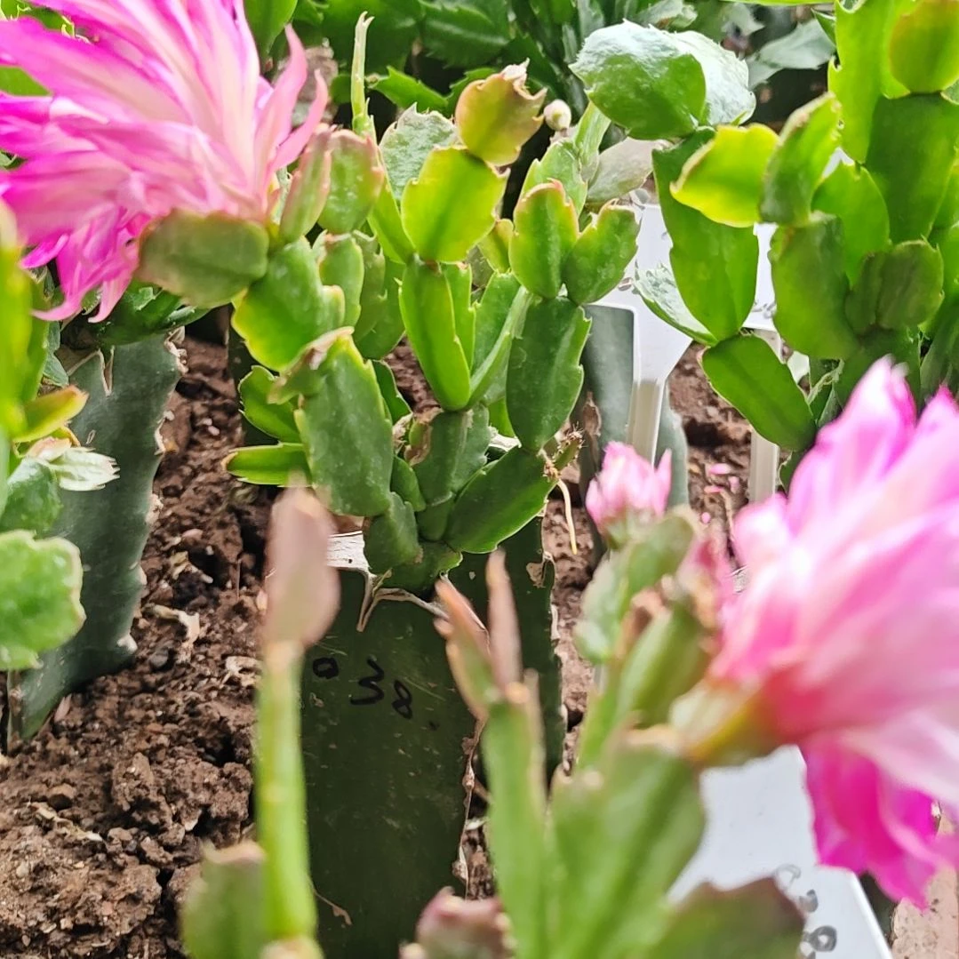 038粉重瓣脱土脱盆易掉芽苞462