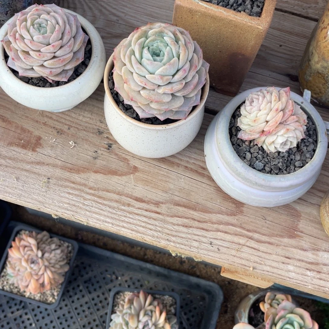 多肉植物多肉植物