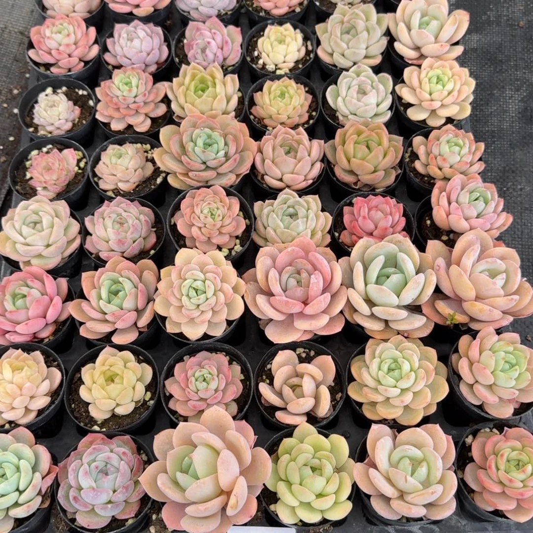 29-54量拍福利一筐