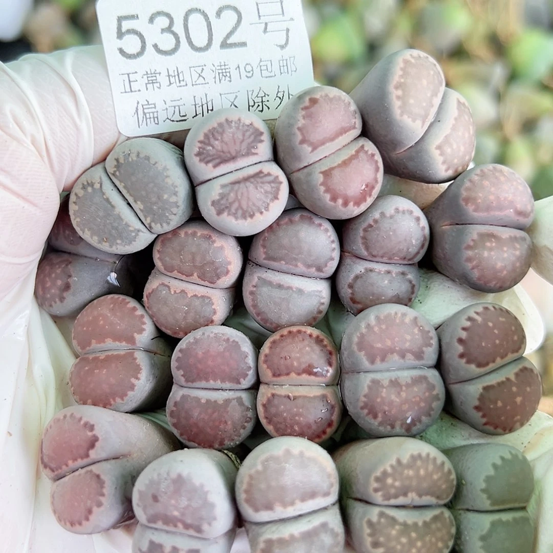 5302 好养易活生石花大母本19个