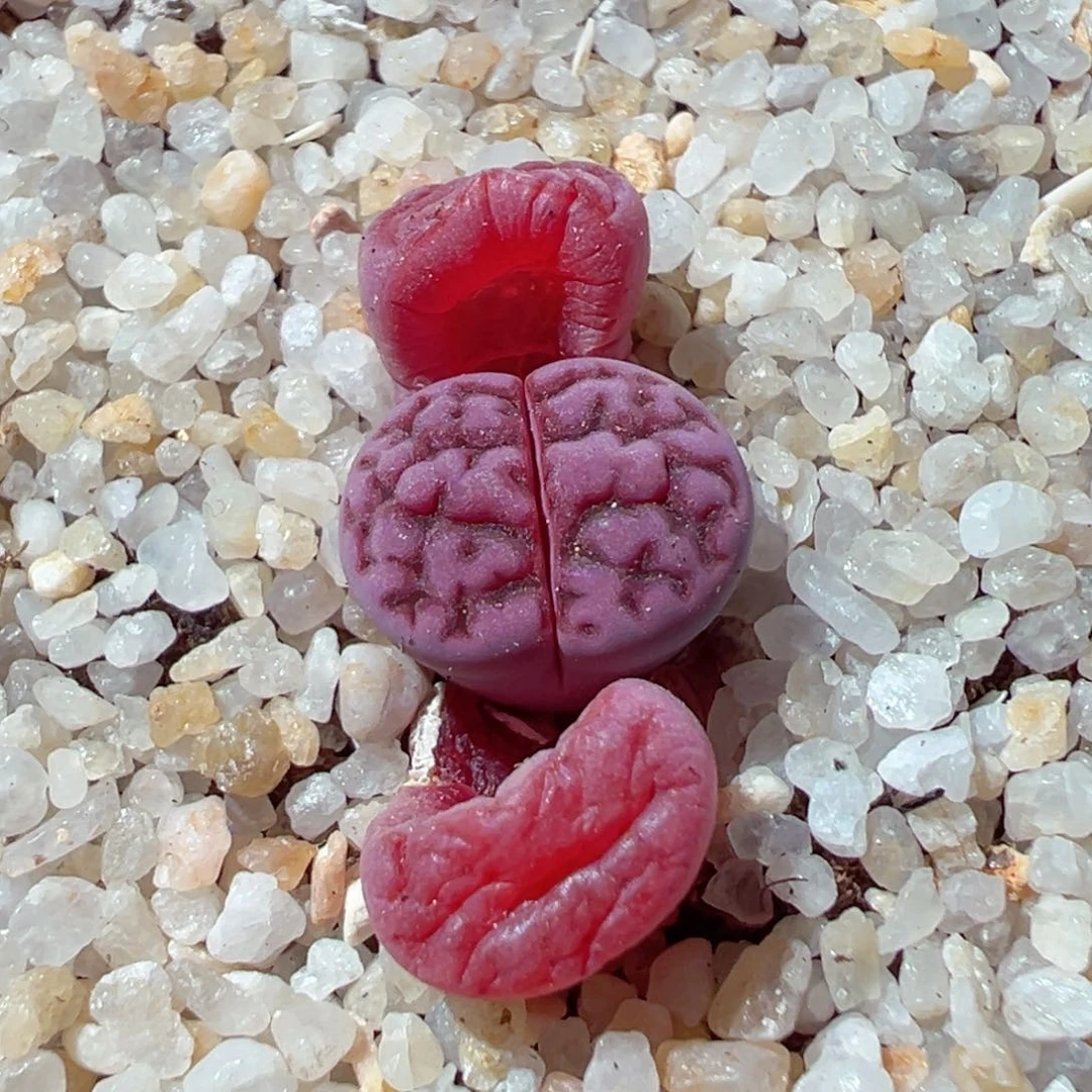 拾***姐214-751.我的小伙伴