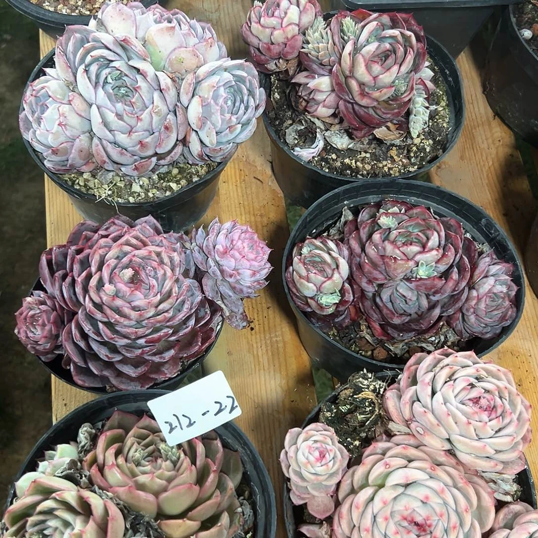 212-22惊鸿白白多肉随机