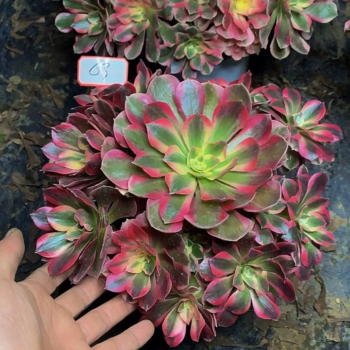 陌***～布加迪老桩捧花63号