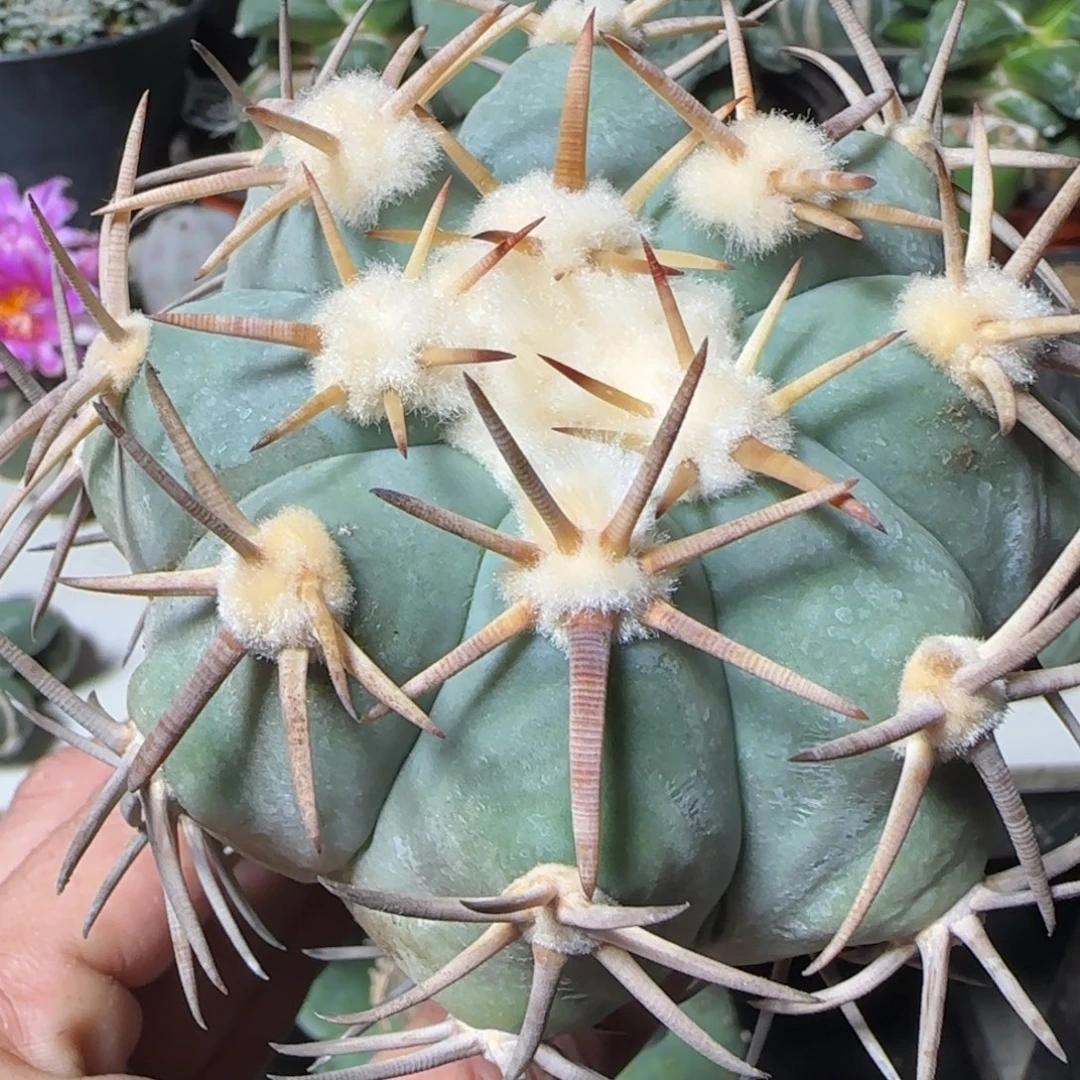 无花朵10厘米翠屏