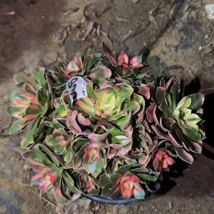 666香妃多肉植物不售后