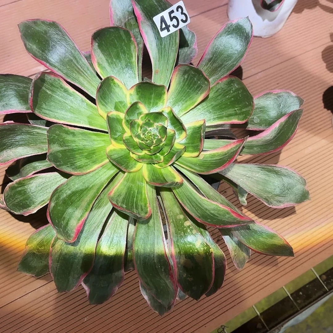 略***略453多肉植物福袋福利