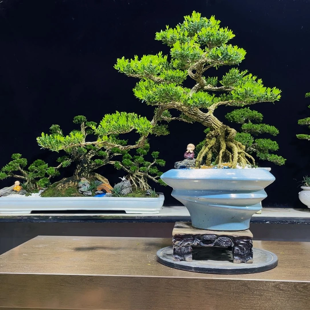 黄杨盆景四季常青