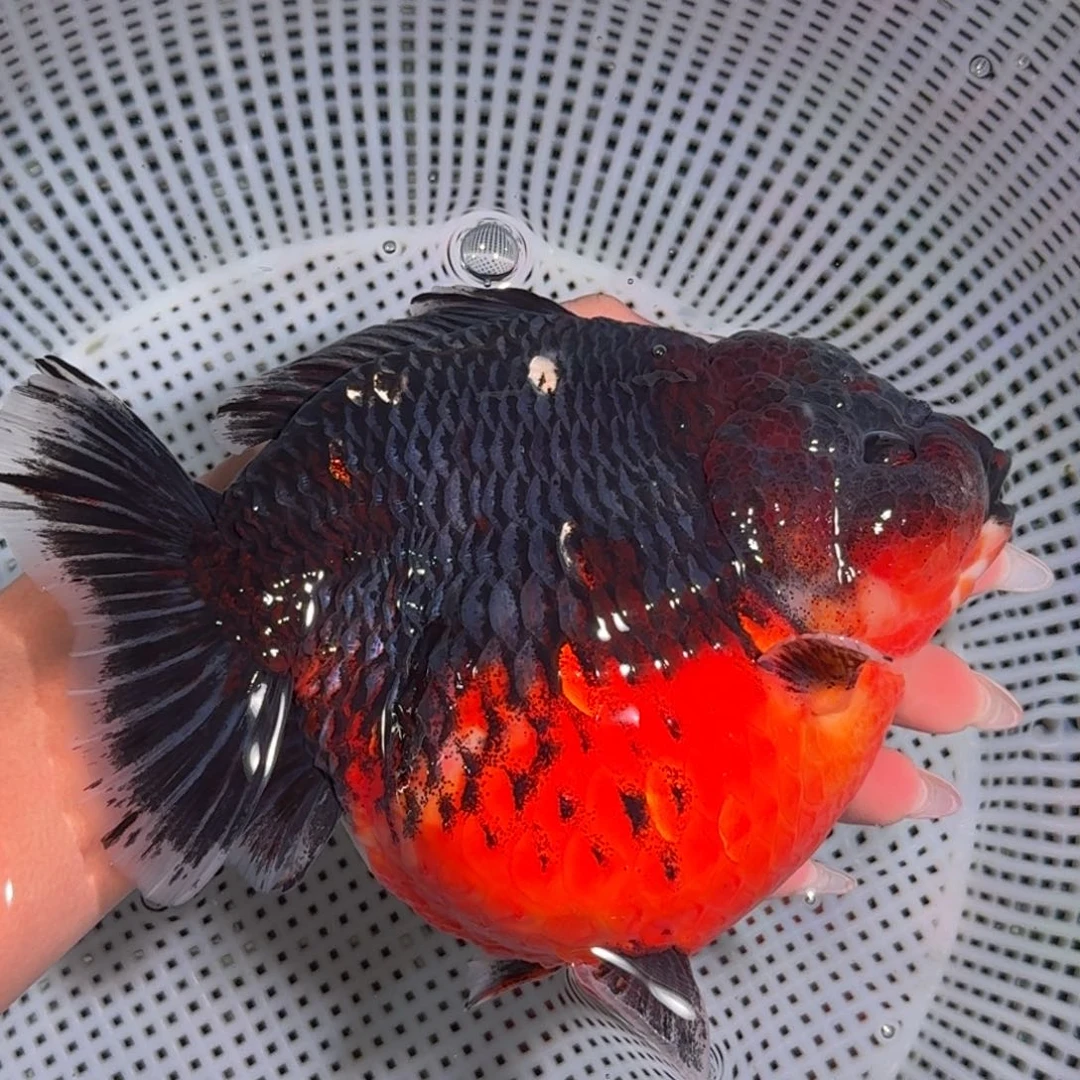 金鱼类不分公母18