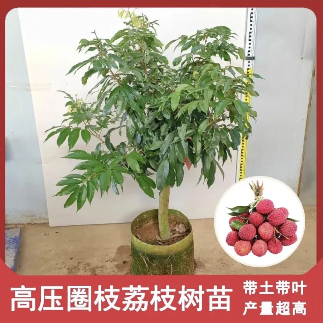 广西荔枝树苗带土带叶顺丰包邮