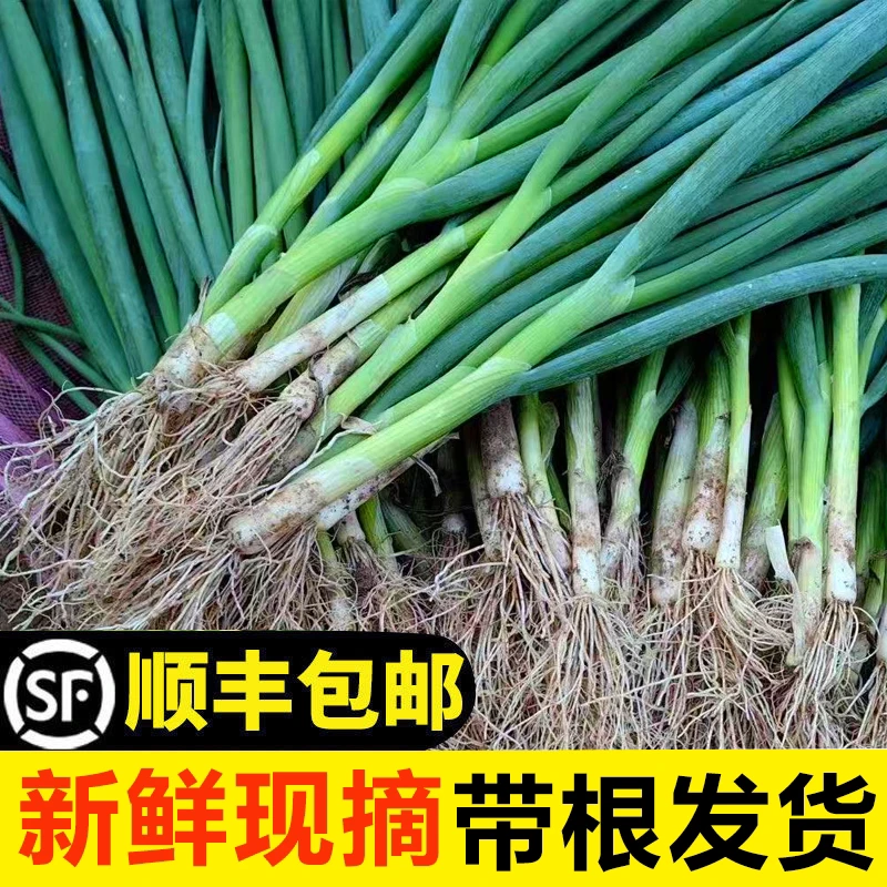 农家新鲜小香葱分葱红根现挖四季青葱蘸酱拌豆腐蔬菜
