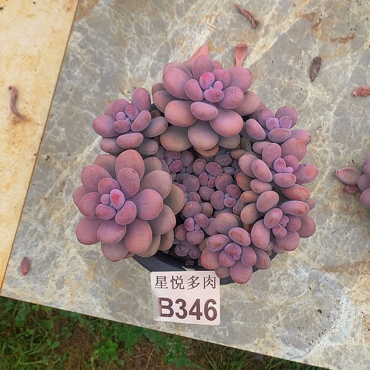 @***战星悦多肉 B346