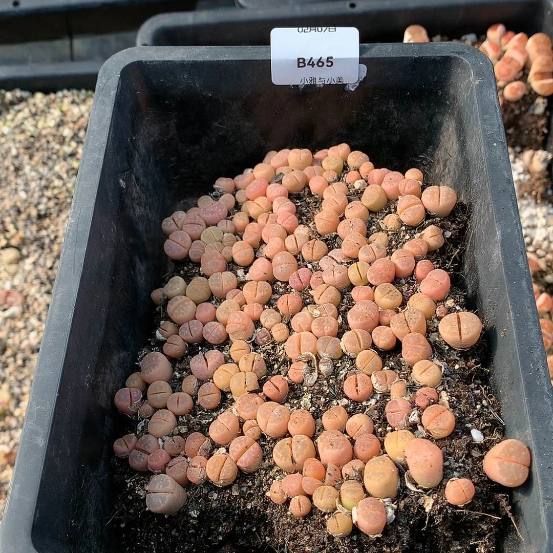 B465多肉植物保护