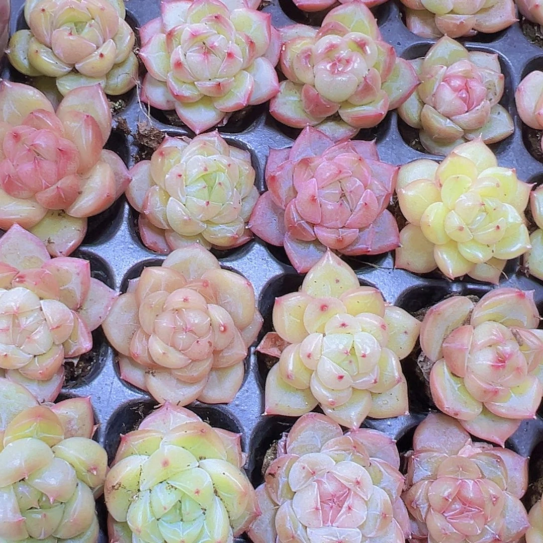 星芒珍妮19包邮多肉