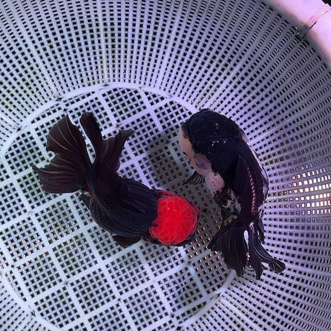 金鱼精品玛丽原泰一对运费顺丰到付