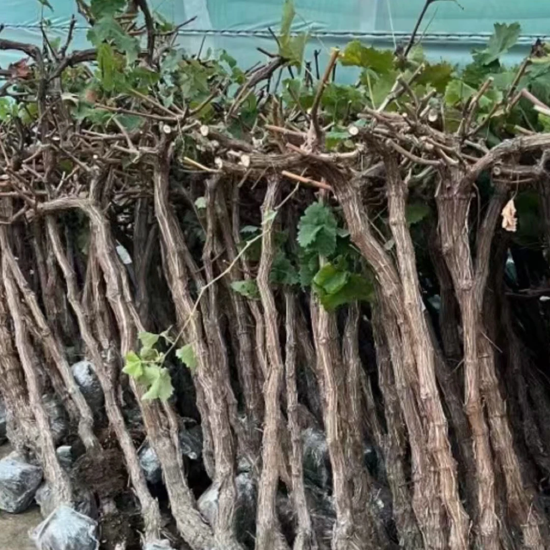 高架葡萄树南北方种植盆栽地栽庭院种植