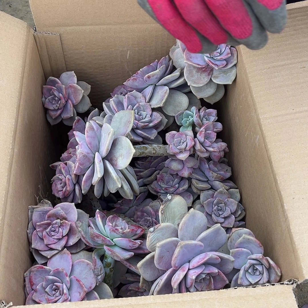 ****吾53号紫乐断枝断头不售后