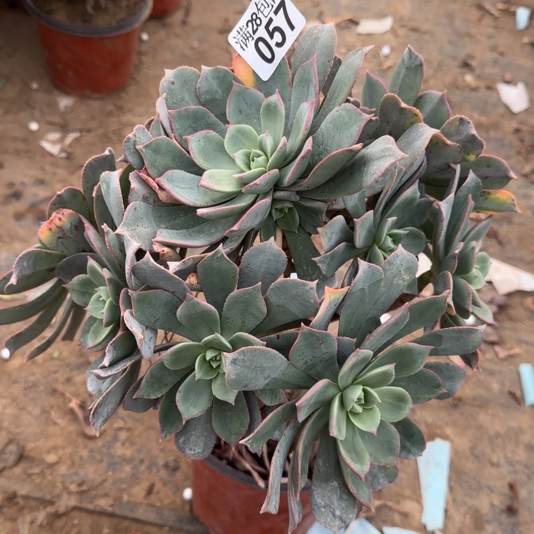 粉仙桃多肉057满28包邮断枝不包