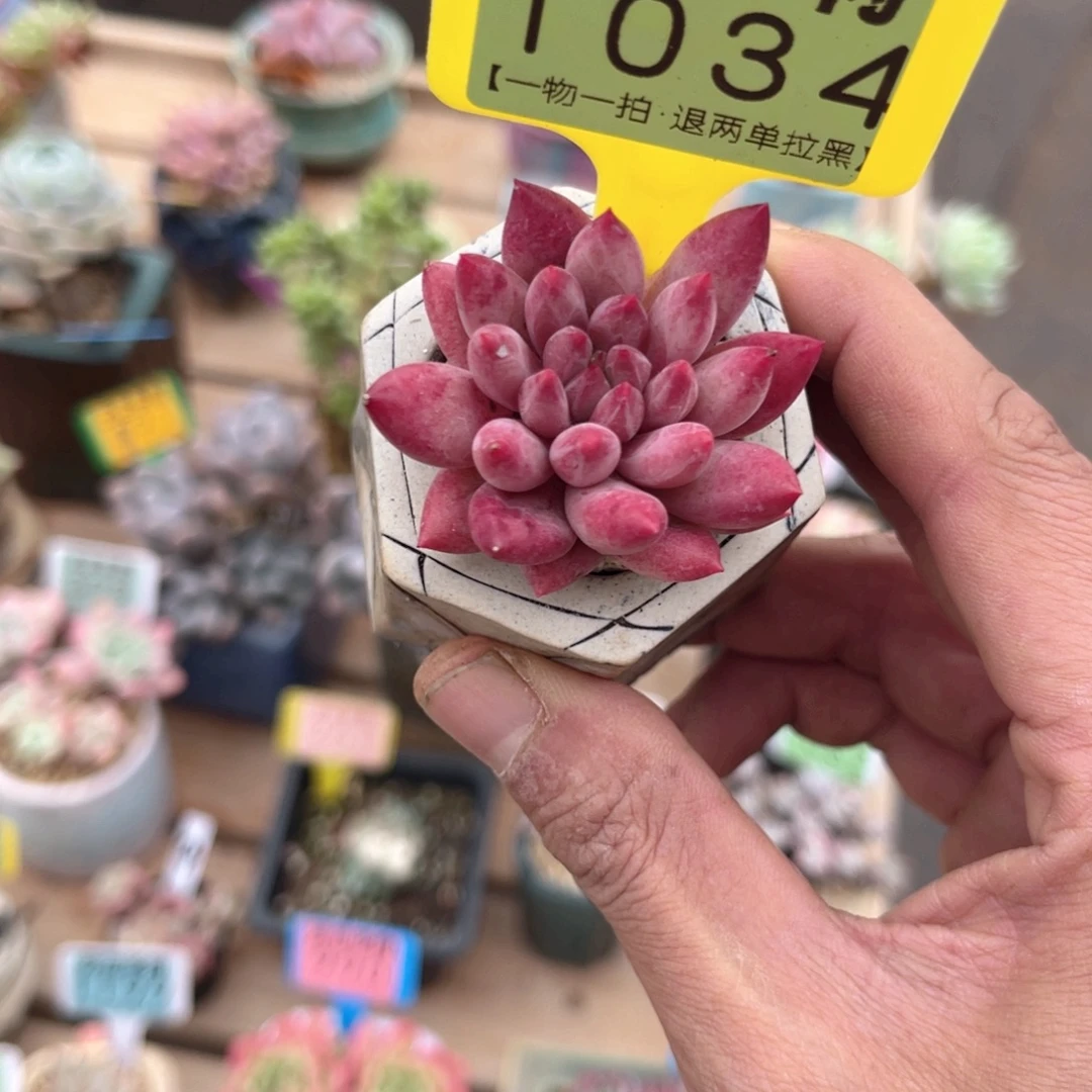 云尘多肉一物一拍1034不含盆