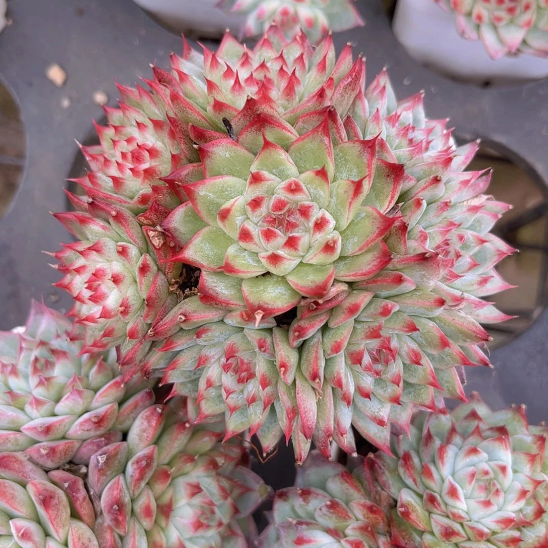 桃夭仙子手捧10公分999999888