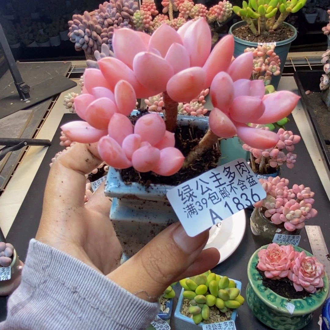836橘子香水多肉7c m