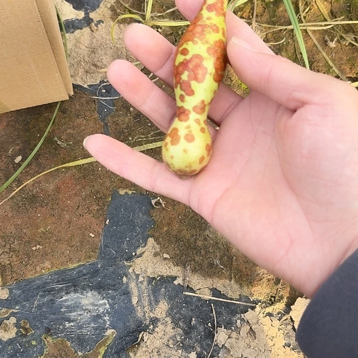 陶瓷画皮文玩葫芦手把