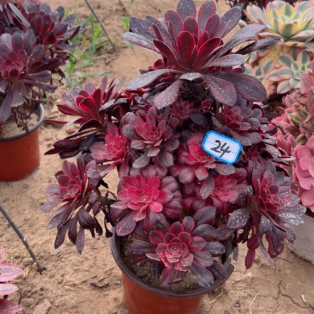 【闪购商品】多肉植物香24