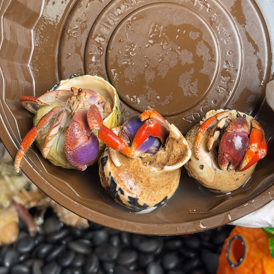 缺腿西伯包活2个