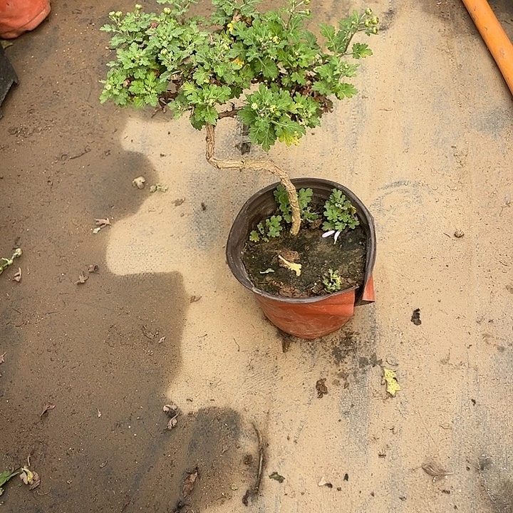 富***贵无花朵38菊花菊花家