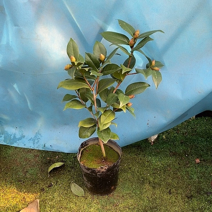 完全开放纯色黑贝