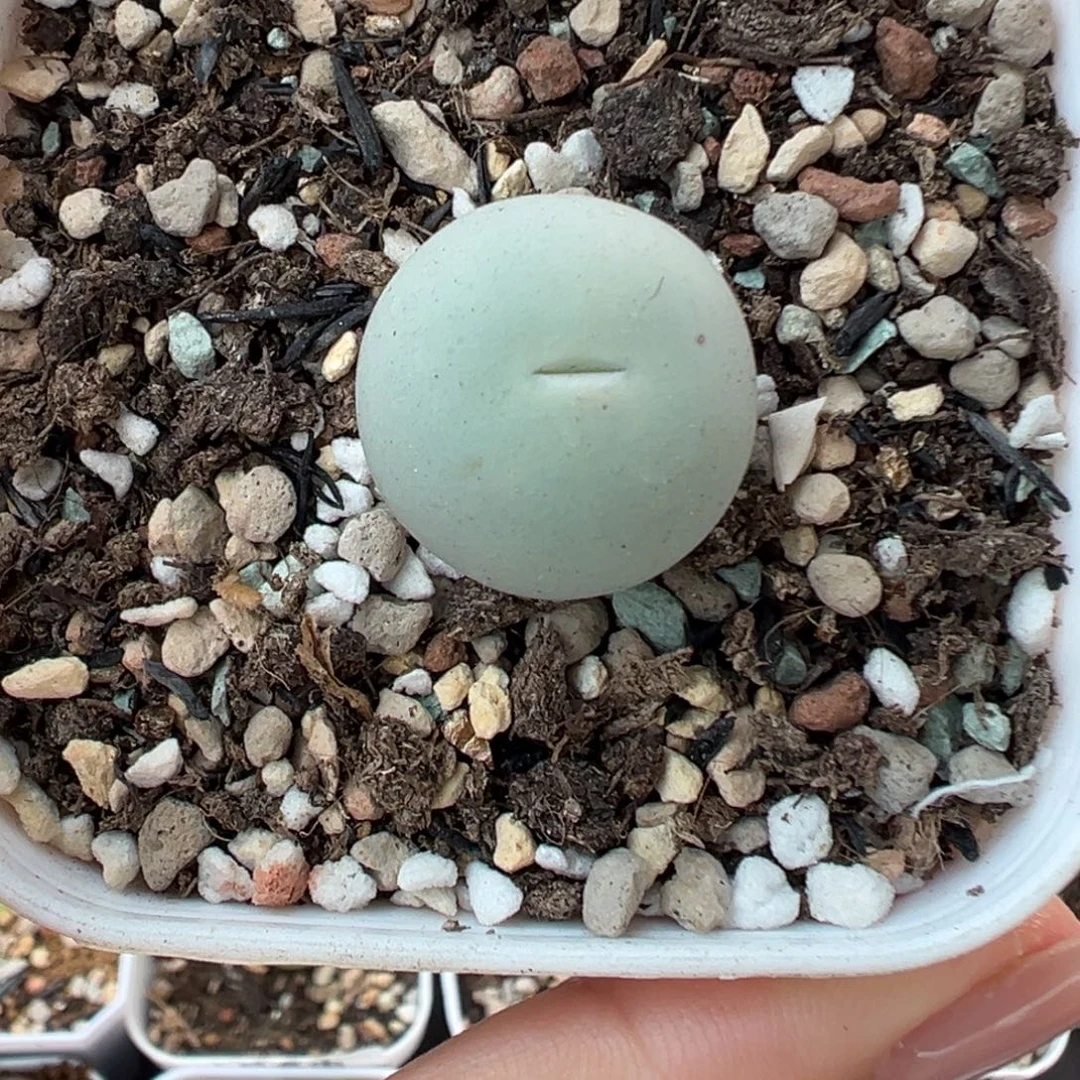 613v嘴带盆土发货