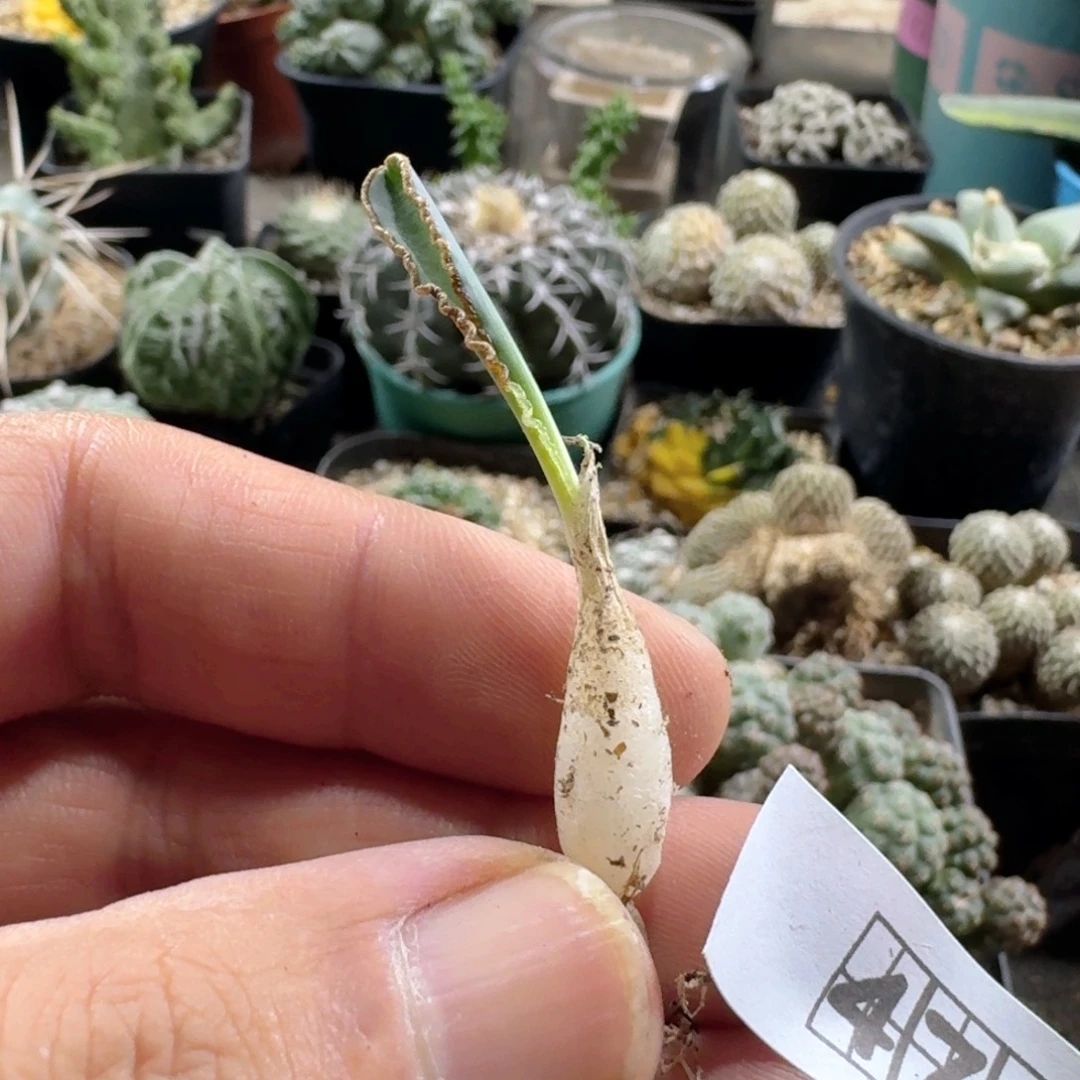 470蛞蝓弹簧草脱土发货