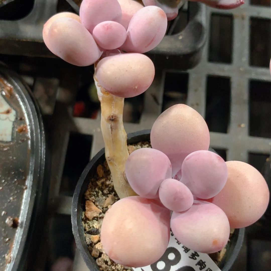 5CM拇指盆精控多肉ZQ868