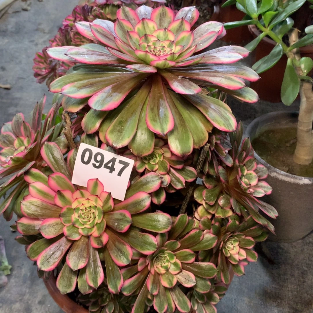 沁***源粉体白月光947法师多肉植物6000000