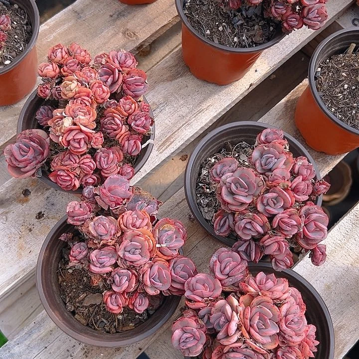 秀妍多肉，满18包邮